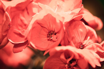 Rote Blüte  © Stephanie