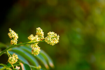 Close up of Kedondong, ambarella or june plum (Spondias dulcis) flowers, in shallow focus
