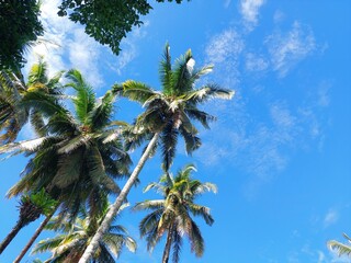 Tall coconut tree with green leaves and blue sky background