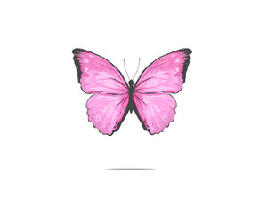butterfly hand drawn design vector 
