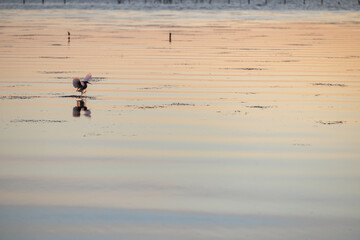 Obraz na płótnie Canvas ducks on the beach