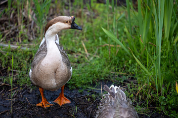 duck in the water