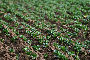 Cabbage seedlings growing on the field. Close-up.