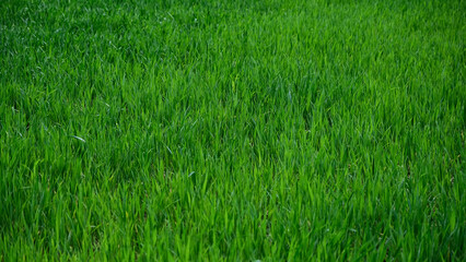 Green grass background. Close up of green grass texture. 