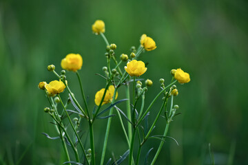 Obraz premium Flowering Buttercup (Ranunculus acris) green smooth natural background