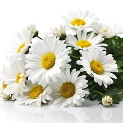 Obraz premium Daisies on white background