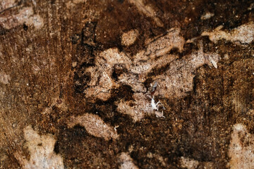 Close up of old wood texture background. Rustic wood background.