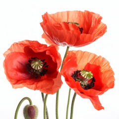 Obraz premium Red poppies isolated on white