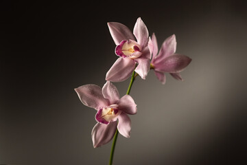 Fototapeta na wymiar Pink Cymbidium orchid flowers on gray background, horizontal format, place for text