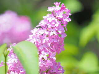 初夏の北海道 さっぽろライラックまつり