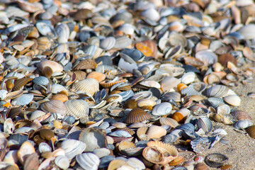 sea shells on the beach in the Netherlands, Renesse, Zeeland