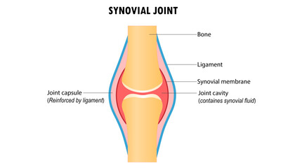 Diagram of the Synovial joint