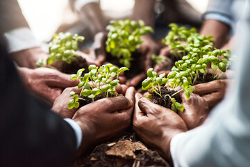 Plants, business hands and group of people gardening, agriculture or sustainable growth, teamwork and startup. Palm, plant and circle of women and man with sustainability, agro project or investment