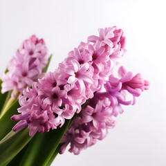 Bouquet of hyacinth flower plant with leaves isolated on white background. Flat lay, top side frontal view. macro closeup	