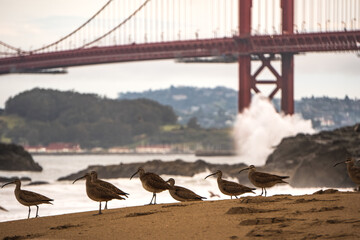 Birds infront of the golden gate bridge, San Francisco, California, USA.