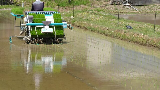 田植え 日本