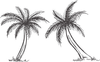 Fototapeta na wymiar Hand drawn sketch of palm trees. Vintage vector illustration isolated on white background. Doodle drawing.