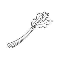 Vector illustration of celery stalk in doodle style.