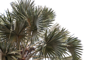 Fototapeta na wymiar palm tree isolated cut out background