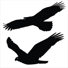 Demonstrating territorial behavior, the eagle activities vector depicts the bird in a display of dominance. With wings spread wide and a fierce expression.