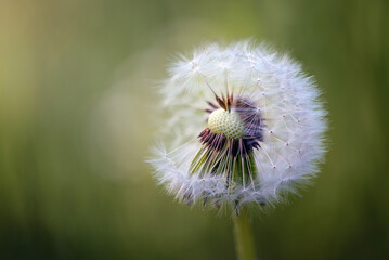 Dandelion clock or blowball (Taraxacum officinale) half full with seeds that will soon disperse in...