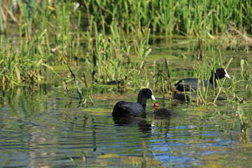 Blässhuhn mit Küken im Teich