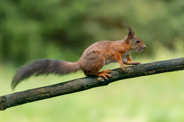 Naklejka na ściany i meble Eurasian red squirrel (Sciurus vulgaris) on a branch. Noord Brabant in the Netherlands.