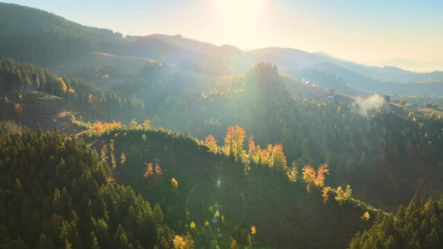 Aerial view of Carpathian mountain hills with small ukrainian village houses at sunset. Brightly illuminated pine woods with scattered local settlement homes at fall season