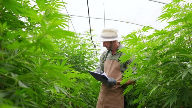 Caucasian man farmer inspecting cannabis plant at agricultural organic cannabis farm in greenhouse. Farmer planting marijuana hemp weed for medical or recreational used. Cannabis business concept.