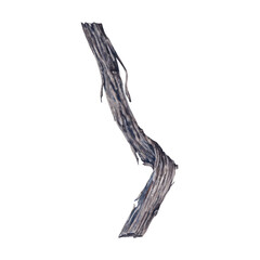 Fototapeta premium Old vine illustration isolated on transparent background. Hand drawn watercolor branch. A part of the Wine set collection
