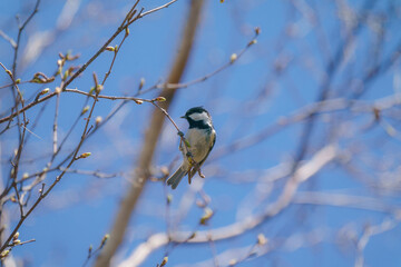 オホーツクの森　野鳥７
