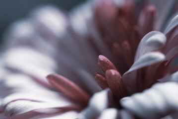 A close up of a pink chrysanthemum flower