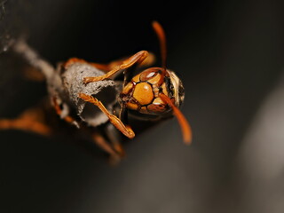 セグロアシナガバチ