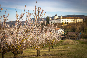 Apricot Blossom Blooming Trees Castle