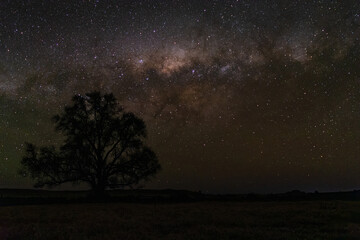Naklejka na ściany i meble Tree silhouetted against the night sky with the milky way galaxy