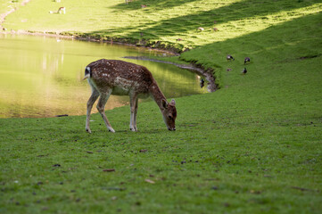 grazing deer in a meadow