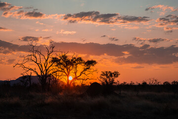 Plakat Trees silhouetted against a setting sun in Africa