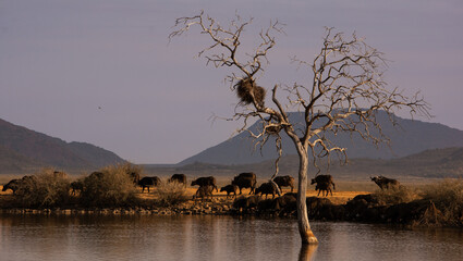 Cape buffalo herd on the bank of  waterhole with a dead tree in the foreground