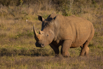 White rhinoceros walking towards and to left of viewer