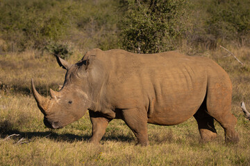 Obraz premium side profile of a white rhinoceros walking towards left
