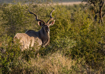 Naklejka na ściany i meble Male kudu standing in the bush partly hidden facing right and looking at viewer