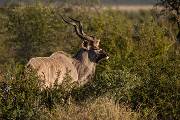 Naklejka na ściany i meble Male kudu standing in the bush partly hidden facing right