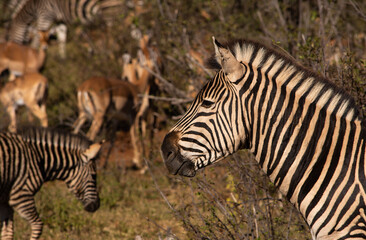 Fototapeta na wymiar Zebra head in profile facing left with zebra and impala in the background