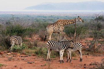 Zebra and giraffe grazing together on a misty morning