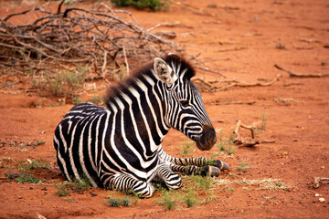 Fototapeta na wymiar Young zebra lying in the red dirt