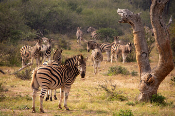 Obraz premium zebra herd in the bush with dead tree