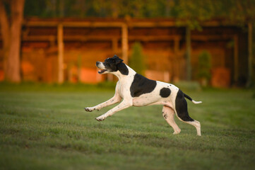 happy english pointer dog running on grass at sunset