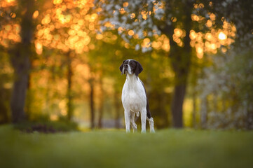 beautiful black and white english pointer dog standing in the park at sunset