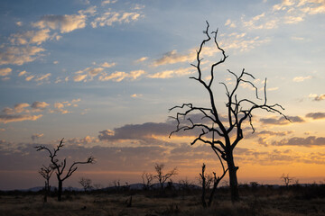 Dead trees silhouetted against the sunset in Madikwe