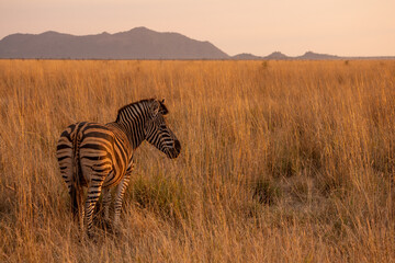 Naklejka premium Zebra standing in golden light and tall grass in Madikwe